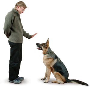 pet training behavior